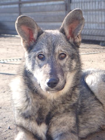 Teeny, chien à l'adoption