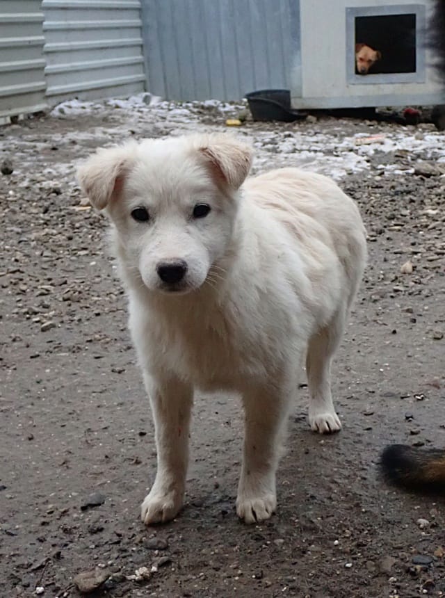 Tekil, chien à l'adoption