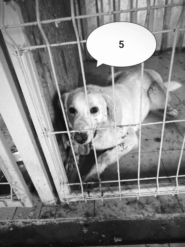 Telemaque, chien à l'adoption