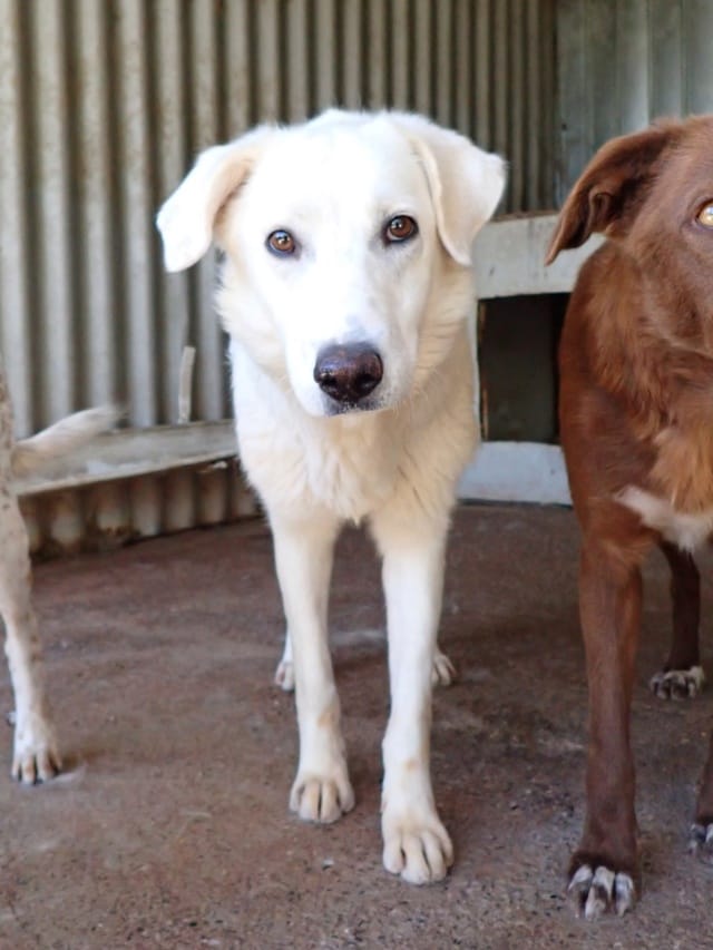 Telemaque, chien à l'adoption