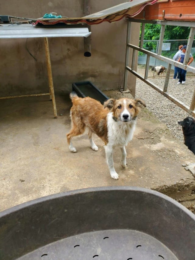 Terra, chien à l'adoption