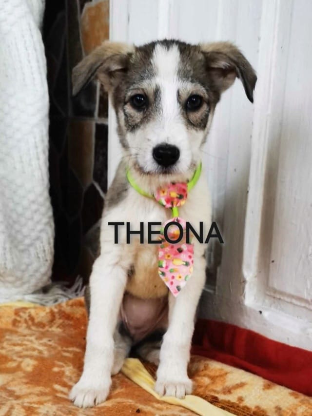 Theona, chien à l'adoption