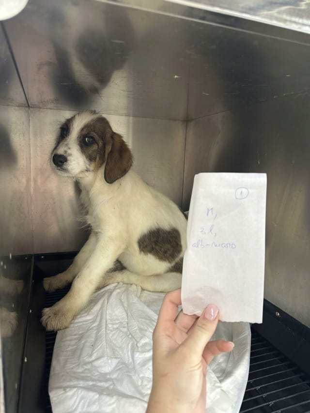 Tibiscuit, chien à l'adoption