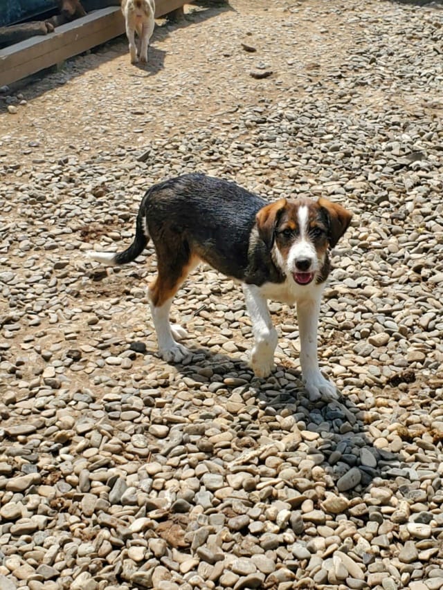 Tiboo, chien à l'adoption