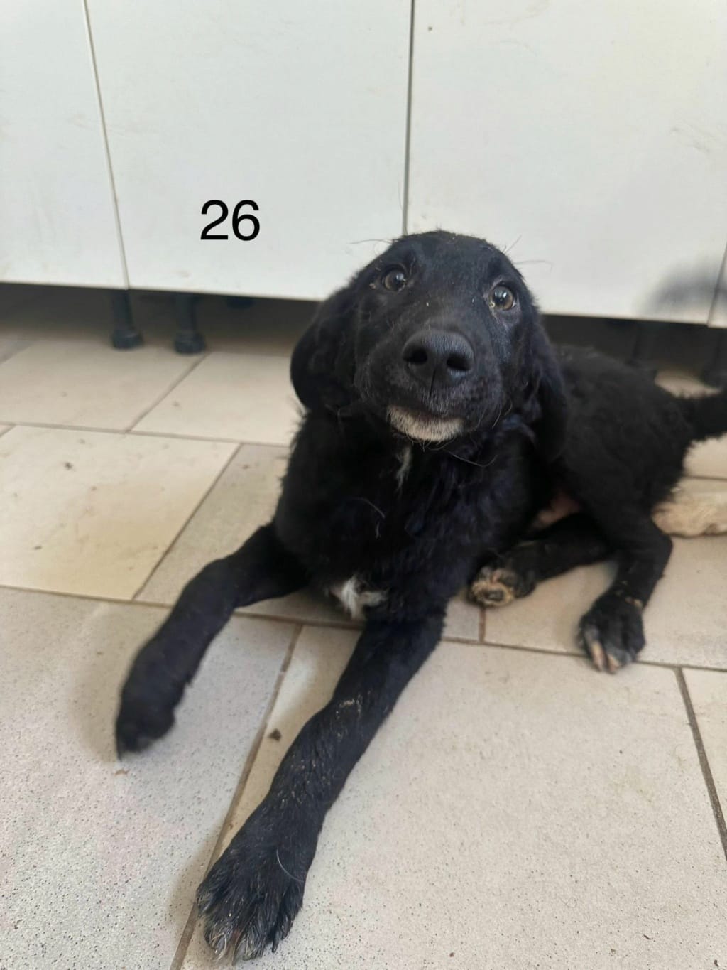 Tilou, chien à l'adoption