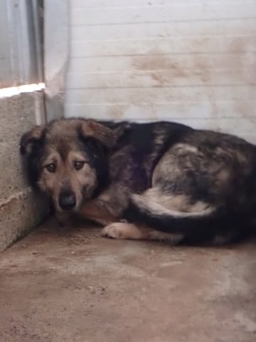 Timba, chien à l'adoption