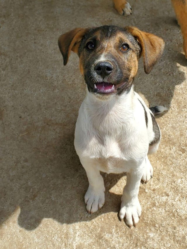 Titoon, chien à l'adoption