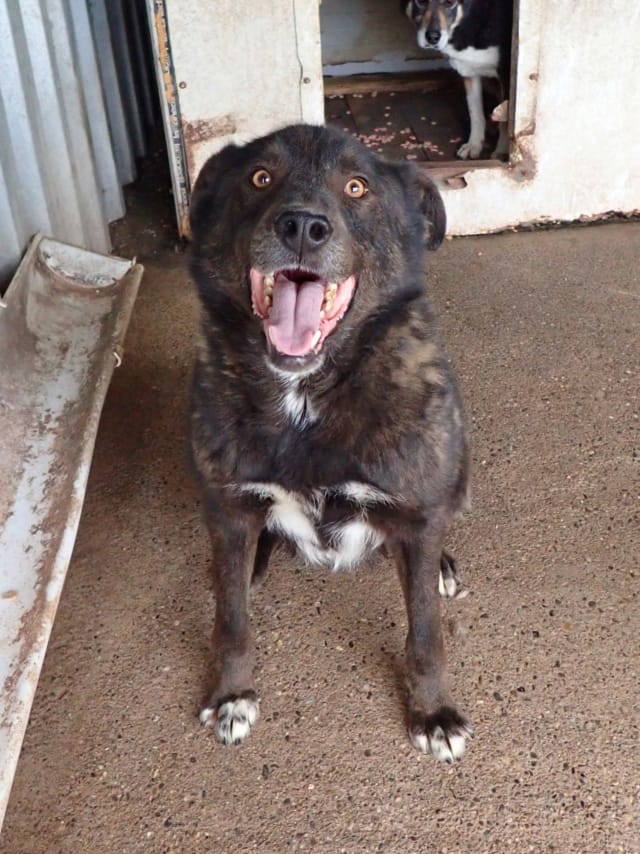 Tomm, chien à l'adoption