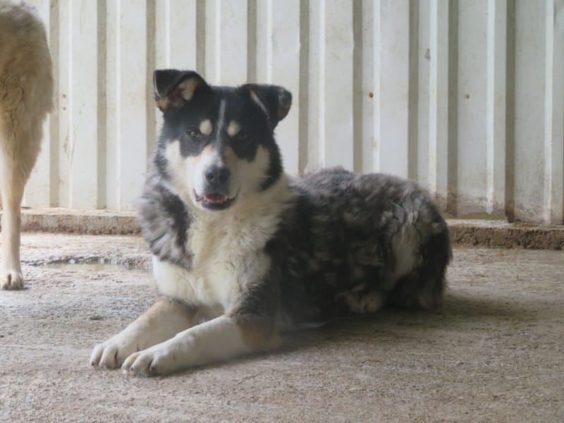 Tory, chien à l'adoption