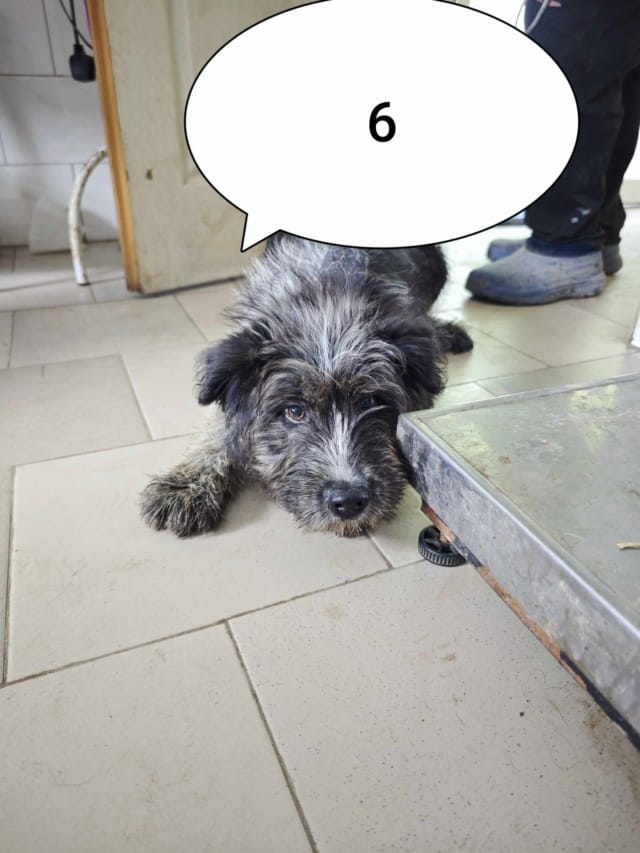 Tosca, chien à l'adoption