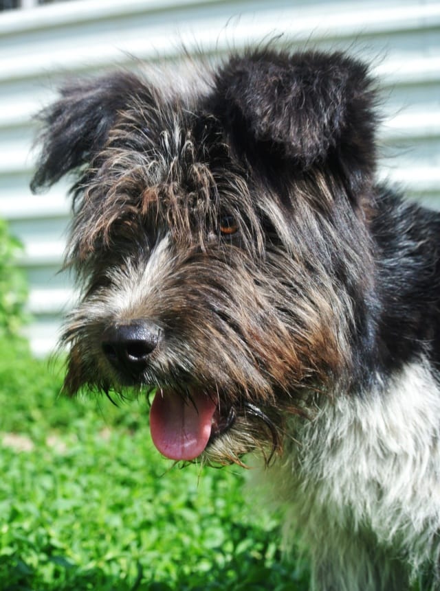 Tosca, chien à l'adoption