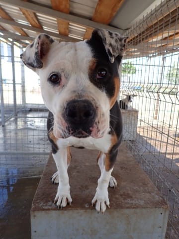 Tossaia, chien à l'adoption