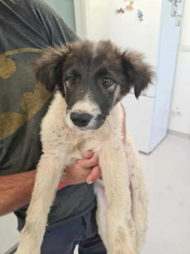 Touka, chien à l'adoption