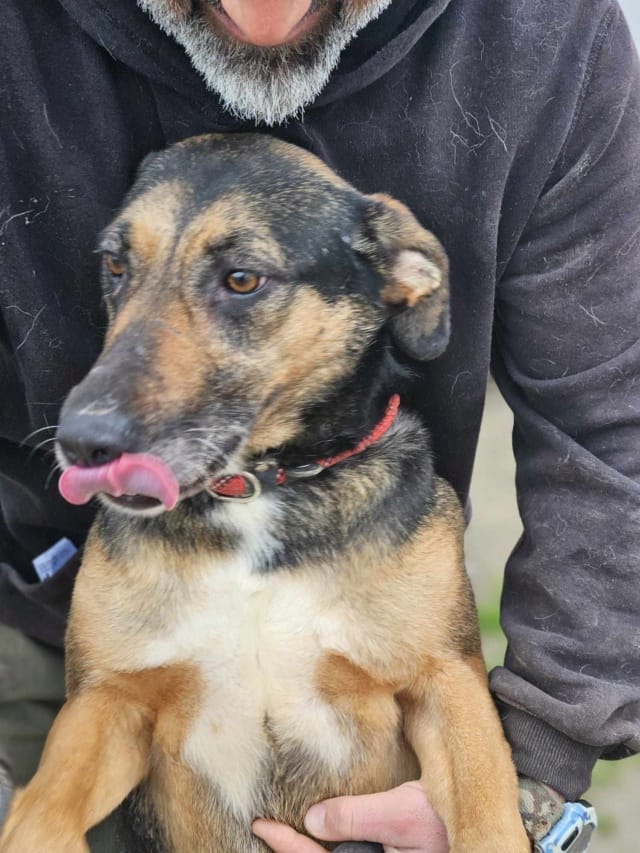 Toula, chien à l'adoption