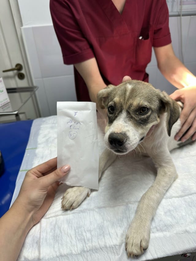 Toulouse, chien à l'adoption