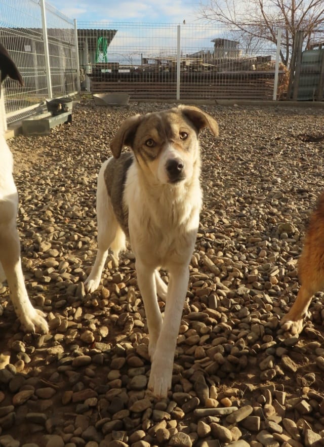 Toulouse, chien à l'adoption