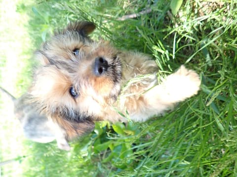 Triss, chien à l'adoption