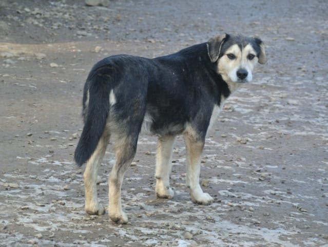 Ulysse, chien à l'adoption
