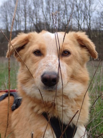 Uranus, chien à l'adoption