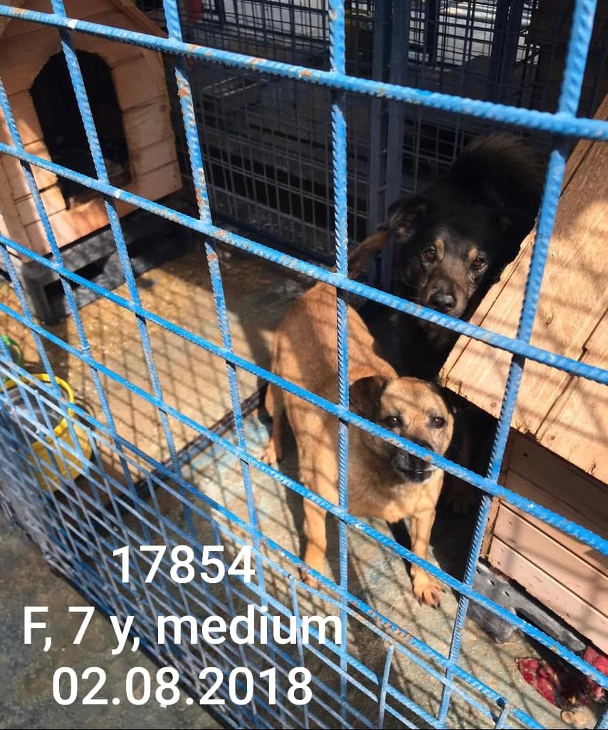 Urikane, chien à l'adoption
