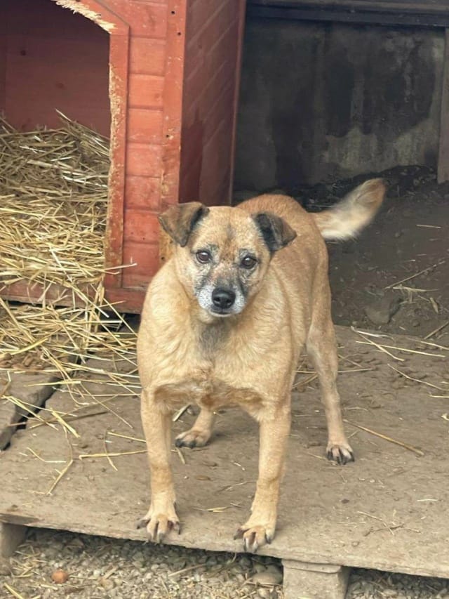 Urikane, chien à l'adoption