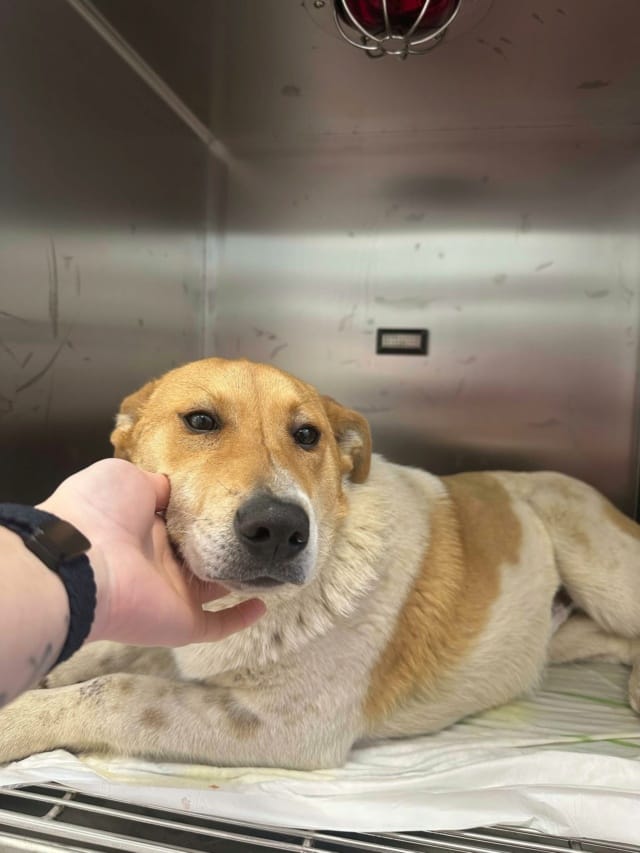 Vartan, chien à l'adoption