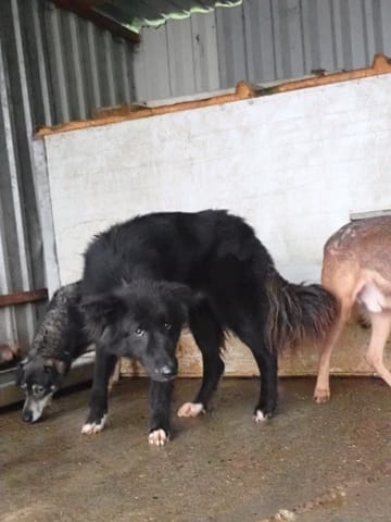 Vasco, chien à l'adoption