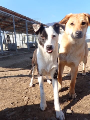 Velyka, chien à l'adoption