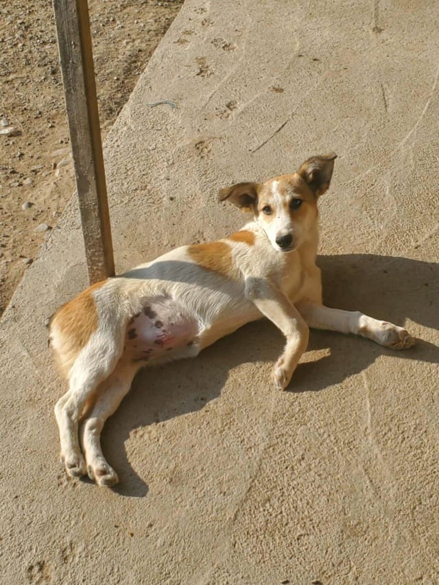 Venus, chien à l'adoption