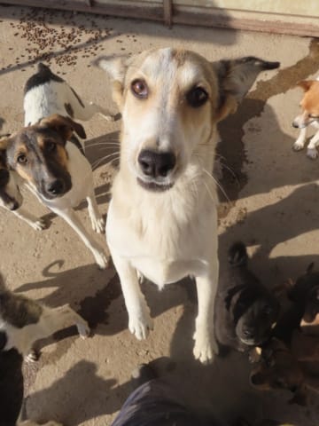 Venus, chien à l'adoption