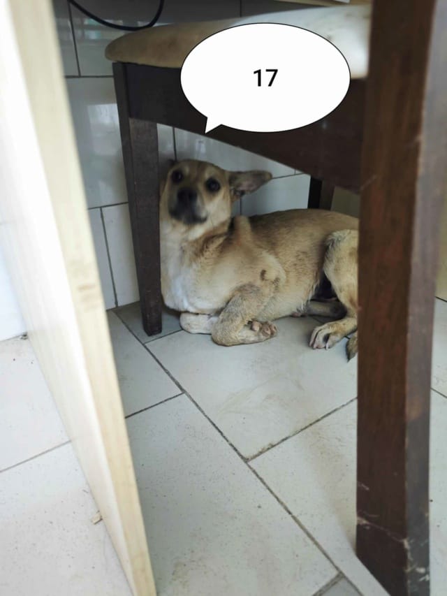 Vermeille, chien à l'adoption
