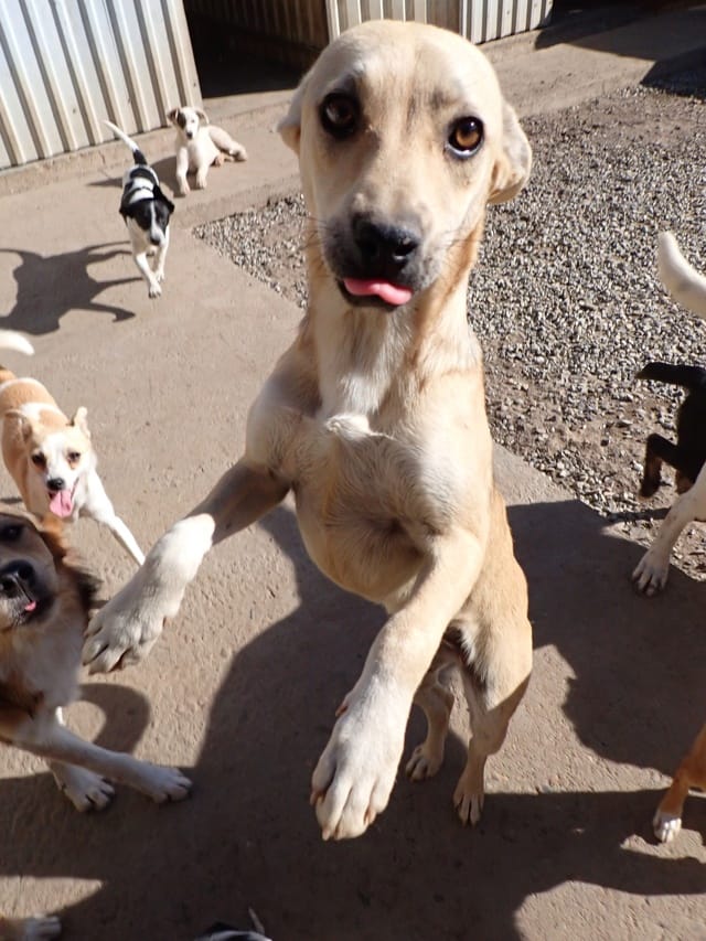Vermeille, chien à l'adoption