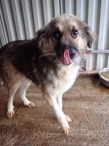 Victor, chien à l'adoption