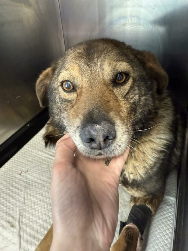 Vidock, chien à l'adoption
