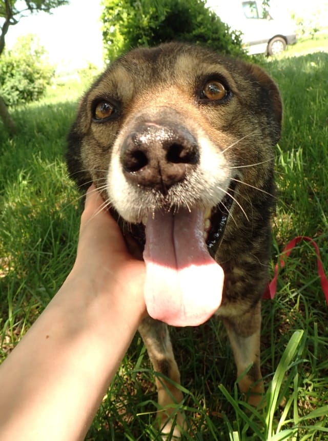 Vidock, chien à l'adoption