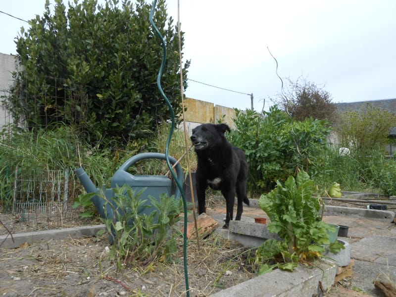 Violette, chien à l'adoption