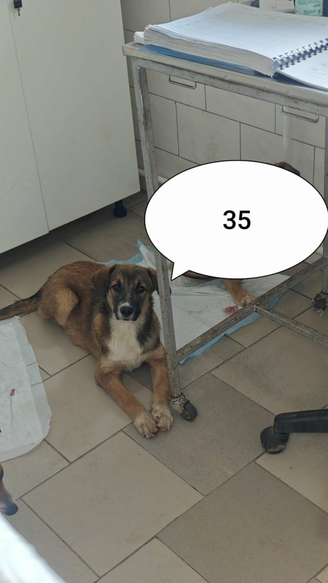 Virelia, chien à l'adoption