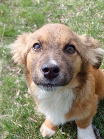 Virtus, chien à l'adoption
