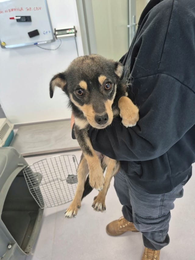 Vita, chien à l'adoption