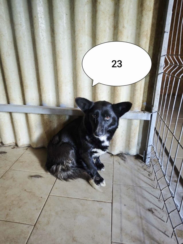 Vitae, chien à l'adoption