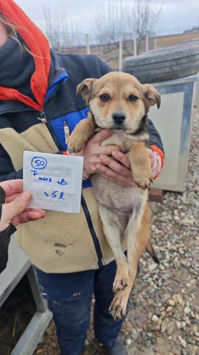 Vitanie, chien à l'adoption