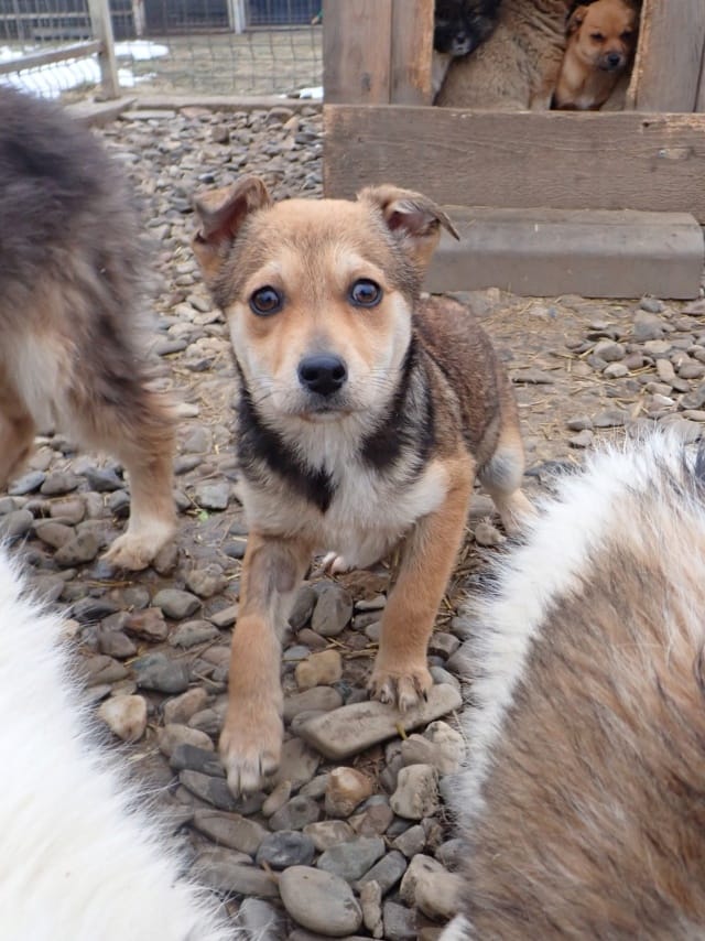 Vitanie, chien à l'adoption