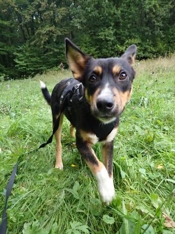 Vito, chien à l'adoption