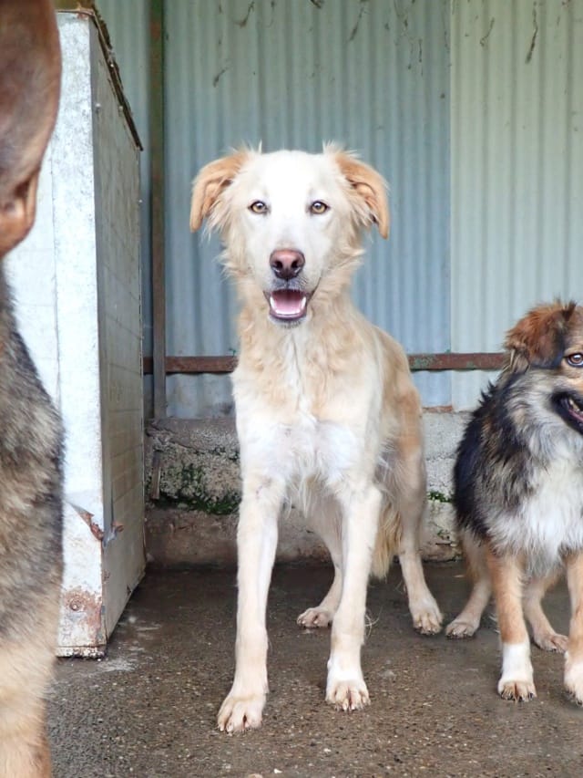 Wilson, chien à l'adoption
