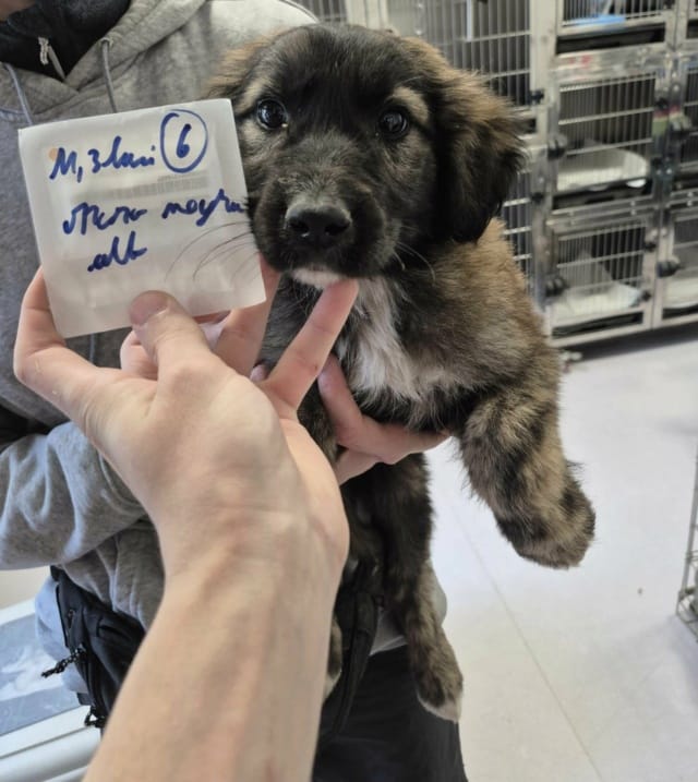 Witcher, chien à l'adoption