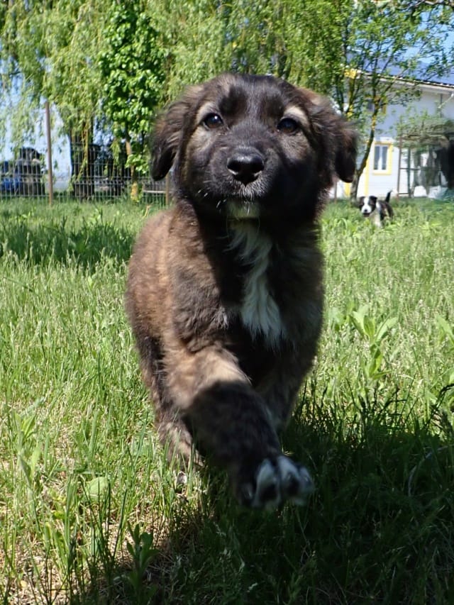 Witcher, chien à l'adoption