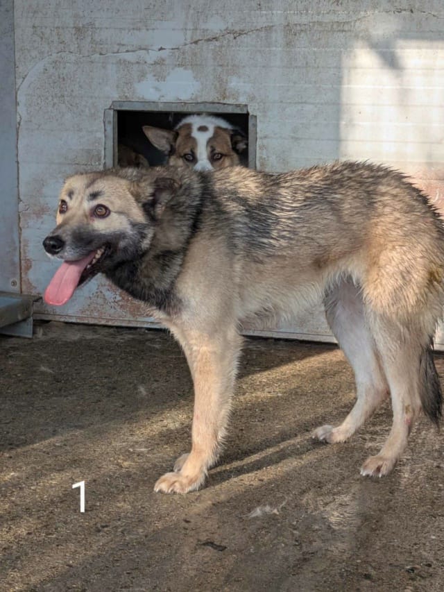 Wolfie, chien à l'adoption