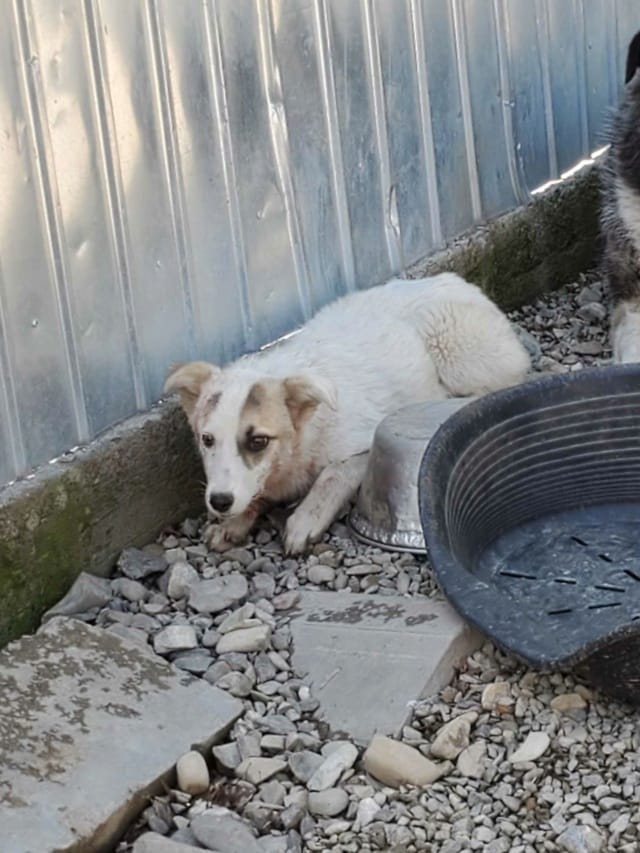 Yellow, chien à l'adoption