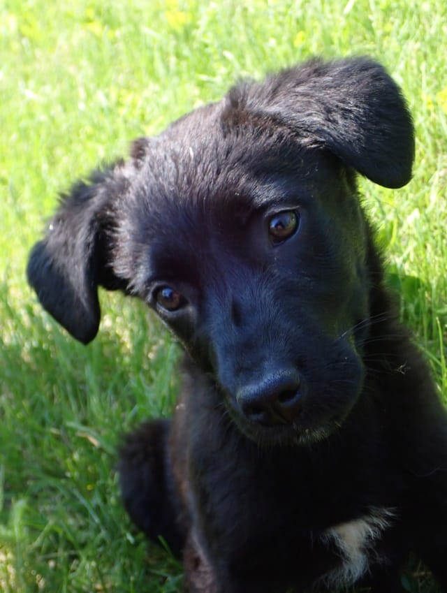 Yennefer, chien à l'adoption