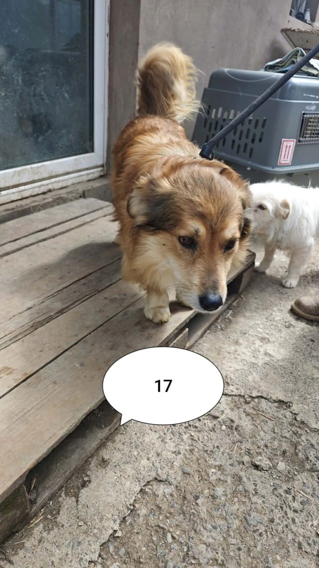 Youri, chien à l'adoption